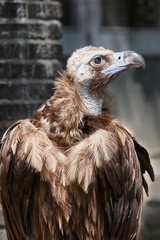 Close up of a dangerous vulture