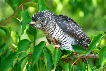 Cuculus canorus. Young Common Cuckoo.
