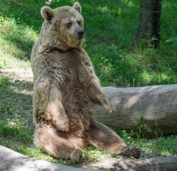Fototapeta na wymiar oso sentado