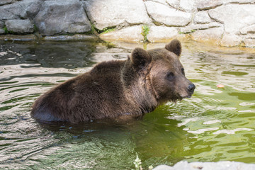 oso pardo en el rio