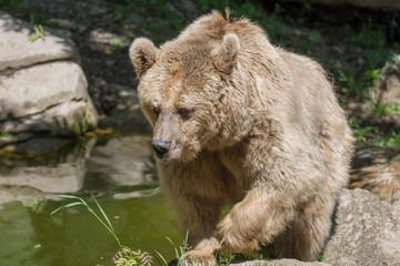 Fototapeta premium oso pardo