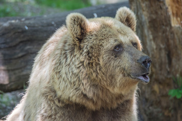 Naklejka premium oso pardo