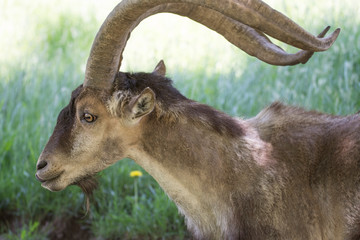 cabra de astas largas