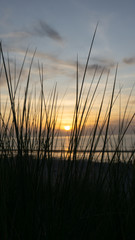 Fototapeta na wymiar Grass at sunset