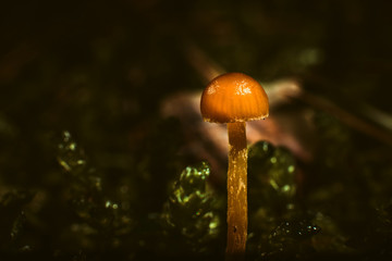 tiny fungus grows in a pine forest