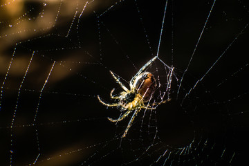 beautiful little spider sitting on a web waiting for a victim