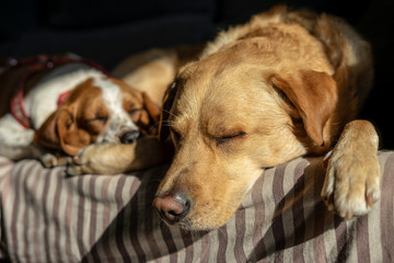 Two dogs sleeping on the couch