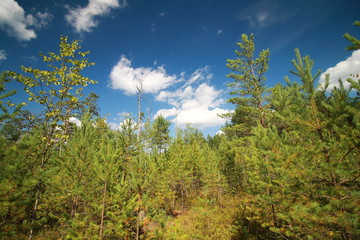 Swamp landscape with pine trees in the summer