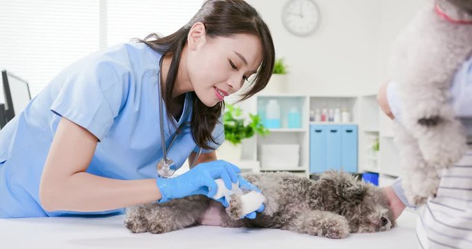 pet dog get wound bandaged
