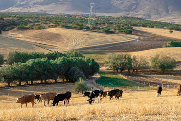 Naklejka na ściany i meble yellow cows in rural area