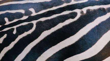 Closeup of zebra body with striped gorgeous pattern on short fur