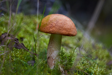 Beautiful mushroom Leccinum known as a Orange birch bolete, in a forest in autumn among fallen leaves and moss.