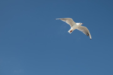 A white seagull flies on a blue sky.