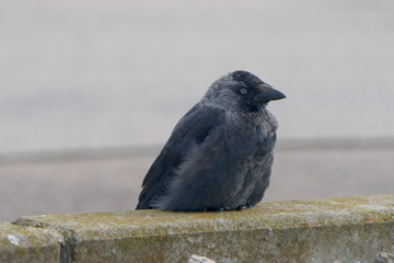 Dohle auf einer Straße, Portrait