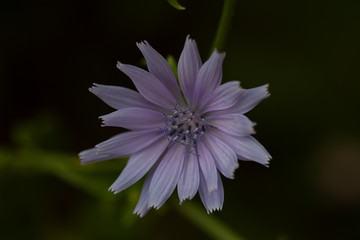 purple flower on green background