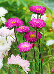 Asters in a flowerbed in a garden 