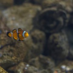 Fototapeta na wymiar Nemo