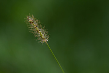 Close up of grass with a green background