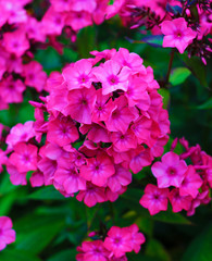 Phlox flowers in bloom. Pink phloxes close - up view 