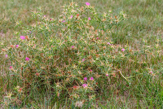 Centaurea calcitrapa. Planta de cardo estrellado, abrojos.