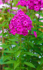 Phlox flowers in bloom. Pink phloxes close - up view 