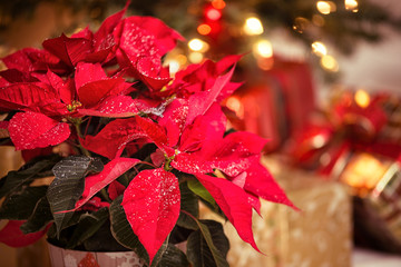 Christmas Star, a red Poinsettia flower with decorative snowflakes on leaves against festive...