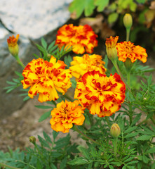Naklejka na ściany i meble Tagetes, marigold, calendula flowers close - up view