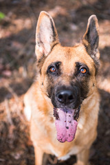 Adult German Shepherd Dog Face Portrait, Close Up, Outdoor Scenery