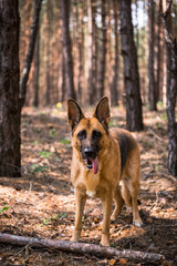 Naklejka na ściany i meble Adult German Shepherd Active Dog, Exercises in Forest, Helthy Lifestyle