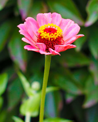 Zinnia elegans flower close up view 