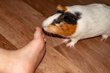 Guinea pig with 3 colors, mix - sniffs the fingers of a person.