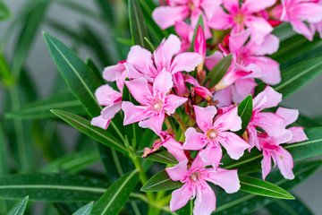Pink Nerium oleander flowers