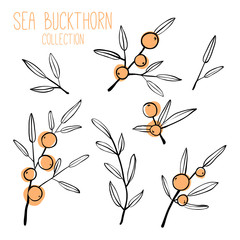 Sea buckthorn branch collectio