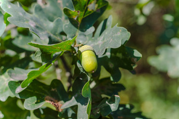 acorns on oak