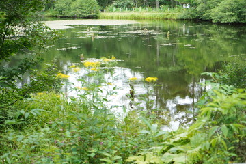 池と花と鳥