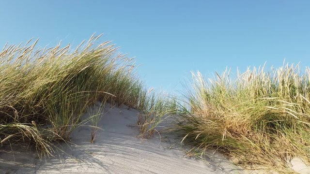 sand dunes with grass and a blue sky