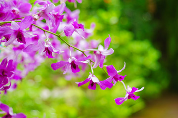 Thai pink orchids branch flower with blurred green garden background.