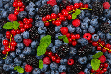 Blackberry, raspberry, blueberry,  red currant and mint background.