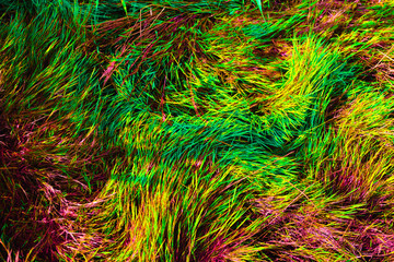 Bright multi-colored neon plants. Abstraction. Riot of colors