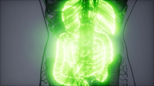 3d illustration of human digestive system parts and functions