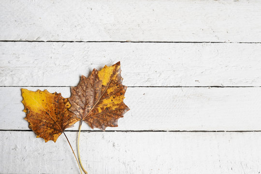 Autum Background With Leaves On White Wood, Copy Space