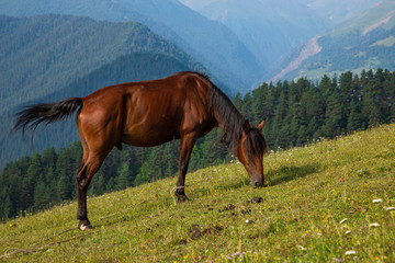 Thoroughbred brown horse grazing on a green Alpine meadow high in the mountains of Omalo Georgia