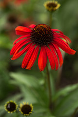 flower, red, nature, flora, Echinacea