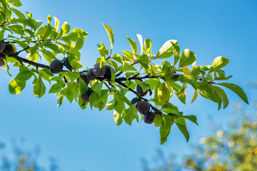 Plums hanging off a branch in the sunlight