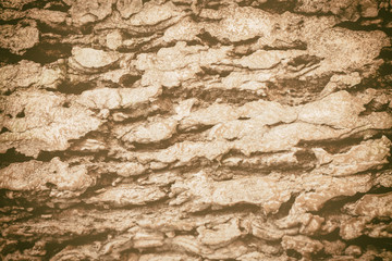 selective focus brown stone texture background