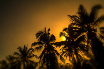 Fototapeta na wymiar soft focus coconut tree at sunset abstract spring,summer nature background