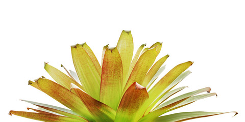 Bromeliad Plant Isolated on White Background