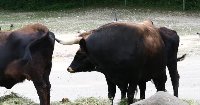 Aurochs, Bos primigenius taurus in the zoo - Domestic highland cattle