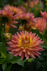 dahlia, flowers, vibrant , colours, plant, decorative
