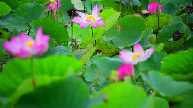 Pink lotus flower. The background is the pink lotus flowers and yellow lotus bud in a pond. Peace scene in a countryside, Vietnam
